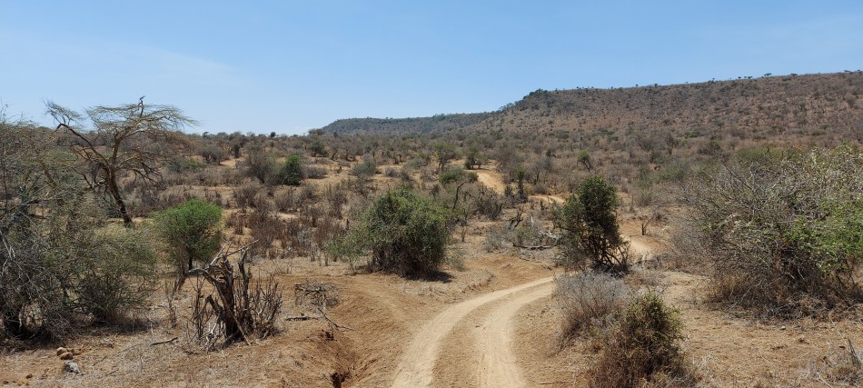 Pirschfahrt, Laikipia