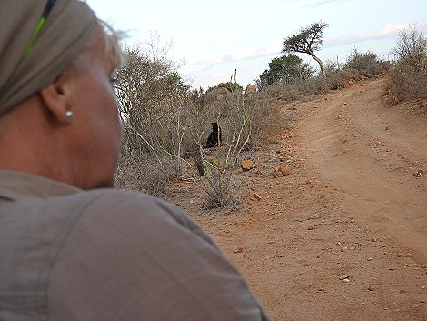 Auf Pirschfahrt, Laikipia Plateau