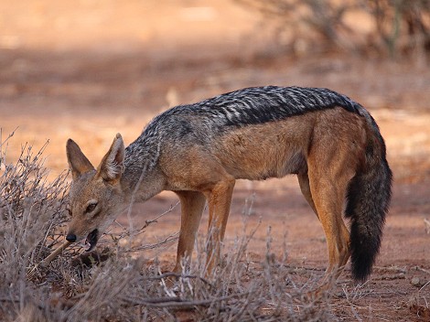 Schabrackenschakal, Laikipia