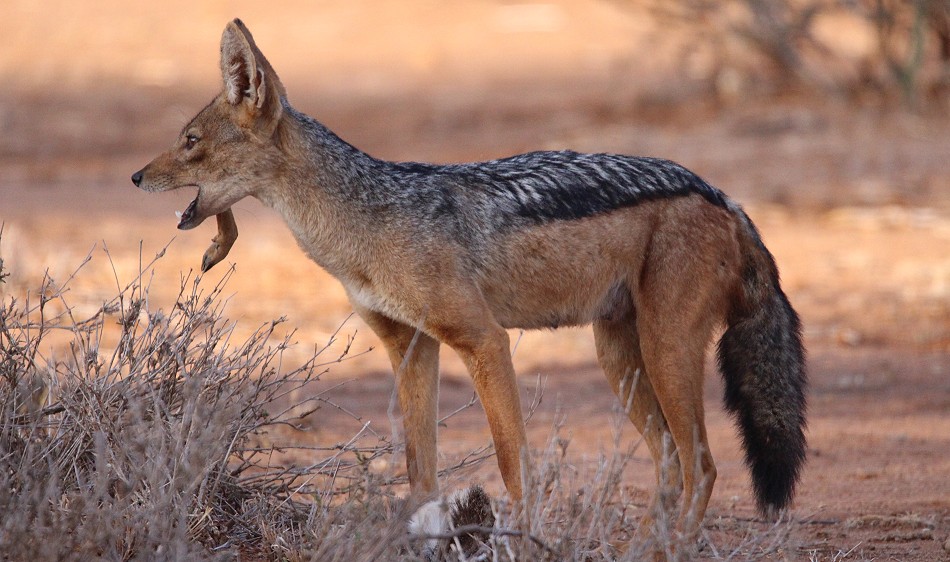 Schabrackenschakal, Laikipia