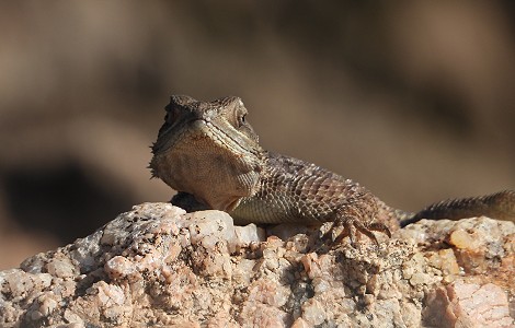 Laikipia, Siedleragam Weibchen