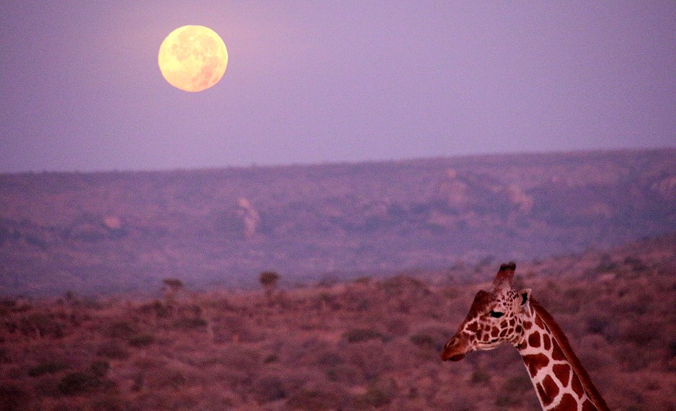 Netzgiraffe im Vollmond, Laikipia