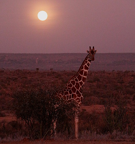 Netzgiraffe im Vollmond, Laikipia