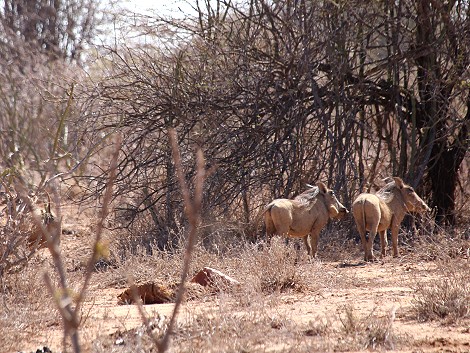 Laikipia, Warzenschweine