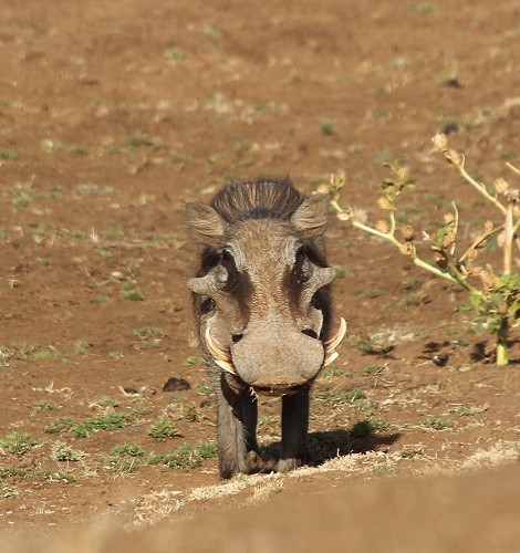 Warzenschweine, Laikipia