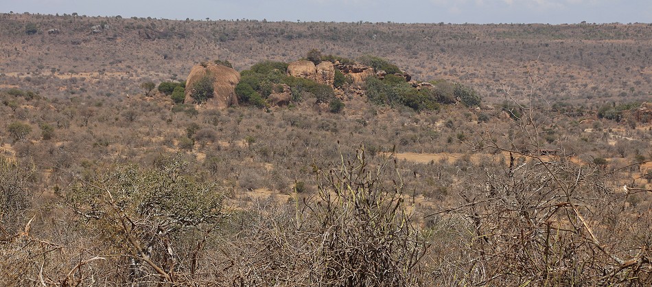 Laikipa, die Wildhunde kommen