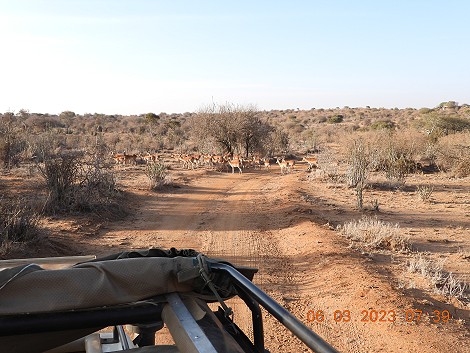 Tracking Wild Dogs at Laikipia