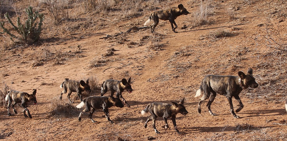 Laikipa, die Wildhunde kommen