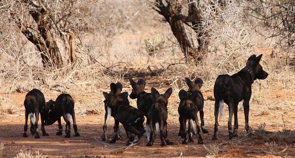 Laikipa, die Wildhunde kommen