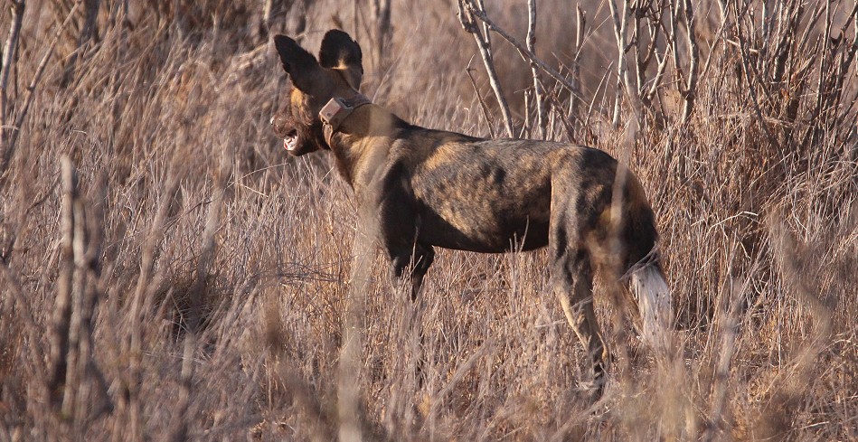Laikipa, die Wildhunde kommen