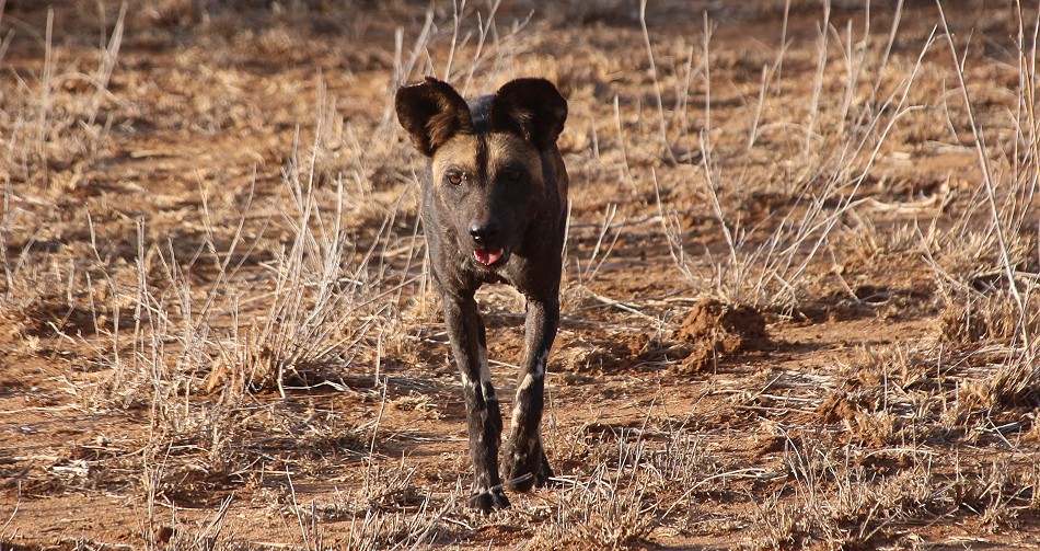 Laikipia Wildhunde, Jagen und Fressen