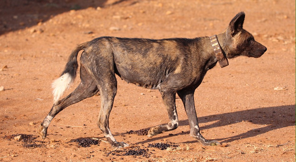 Laikipia Wildhunde, Jagen und Fressen