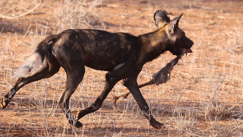 Laikipia Wildhunde, Jagen und Fressen
