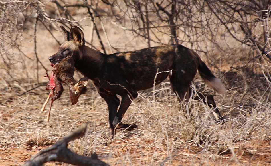 Laikipia Wildhunde, Jagen und Fressen