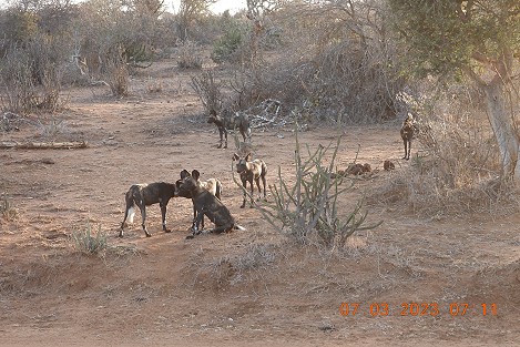 Laikipa, die Wildhunde kommen