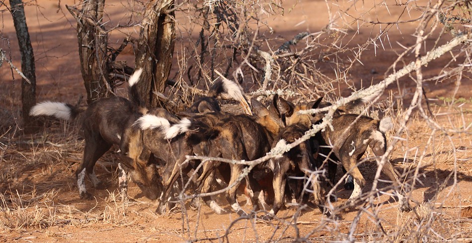 Laikipia Wildhunde, Jagen und Fressen