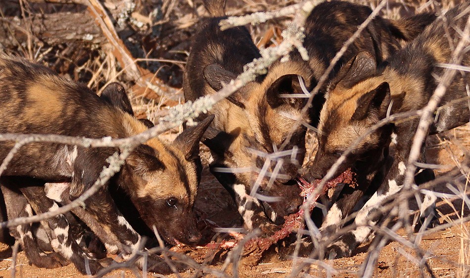 Laikipia Wildhunde, Jagen und Fressen