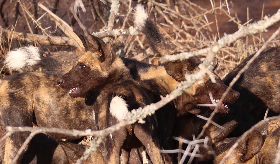 Laikipia Wildhunde, Jagen und Fressen
