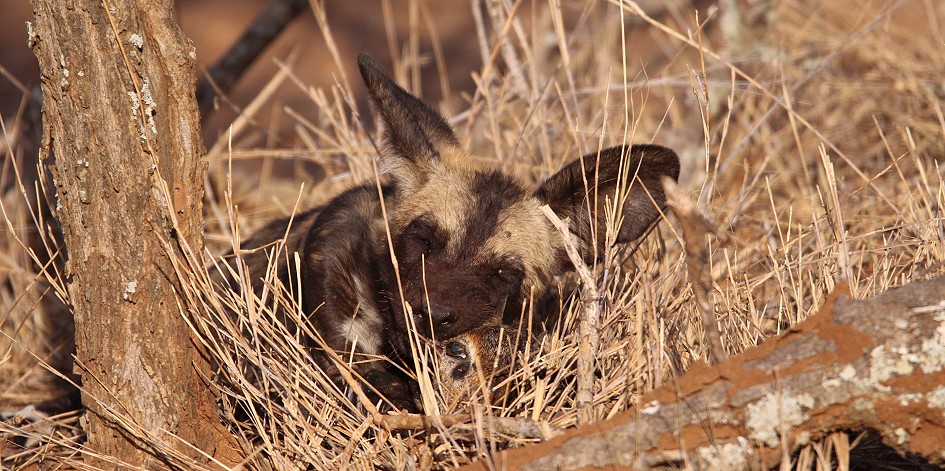 Laikipia Wildhunde, Jagen und Fressen