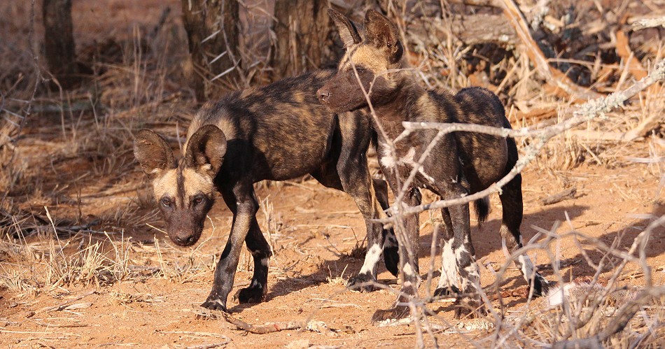 Laikipia Wildhunde, Jagen und Fressen
