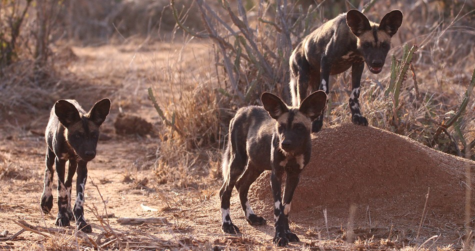 Laikipia Wildhunde, Jagen und Fressen