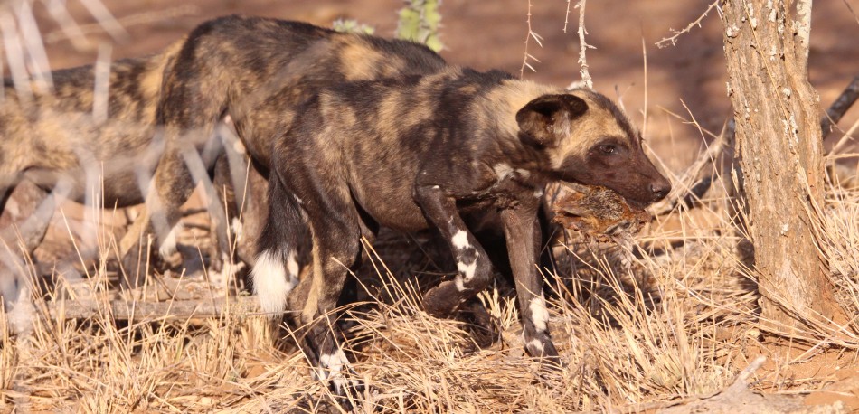 Laikipia Wildhunde, Jagen und Fressen