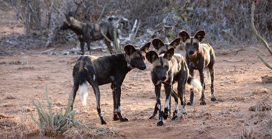 Laikipa, die Wildhunde kommen