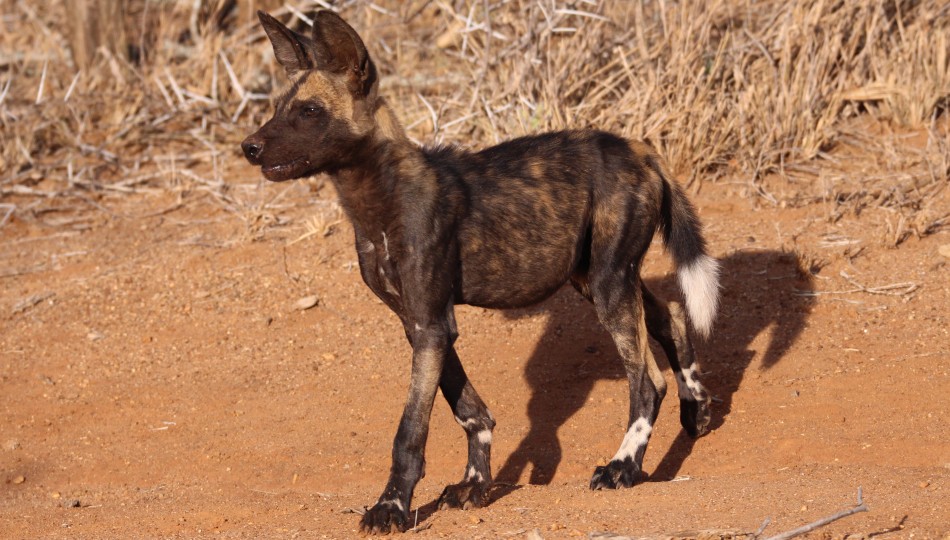 Laikipia Wildhunde, Jagen und Fressen