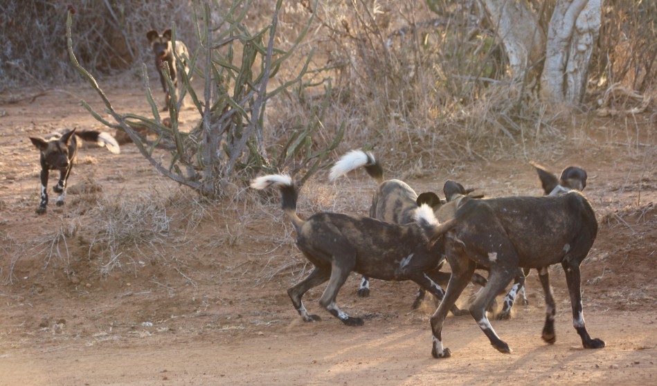 Laikipa, die Wildhunde kommen