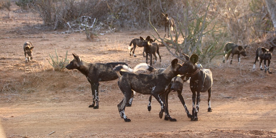 Laikipa, die Wildhunde kommen