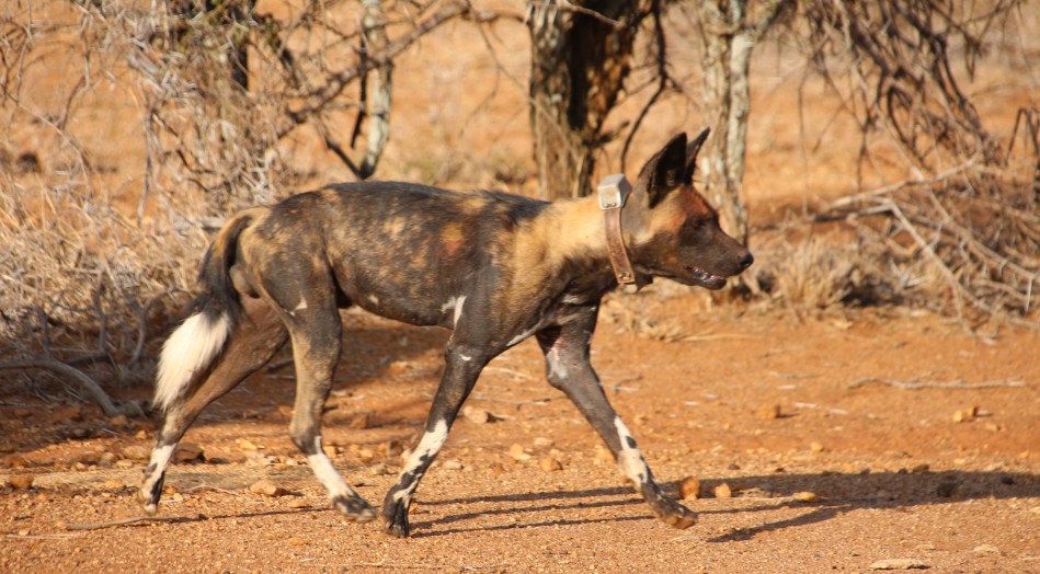 Laikipa, die Wildhunde kommen