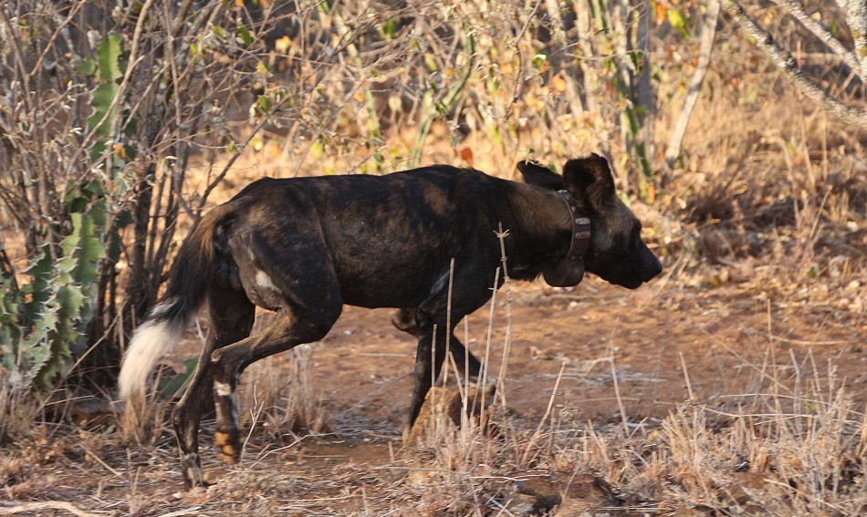 Laikipa, die Wildhunde kommen