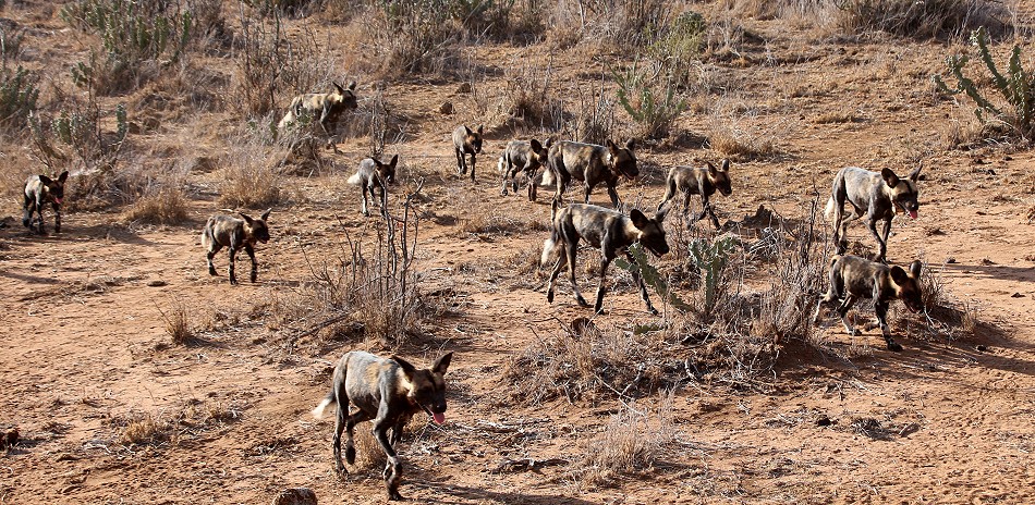 Laikipa, die Wildhunde kommen