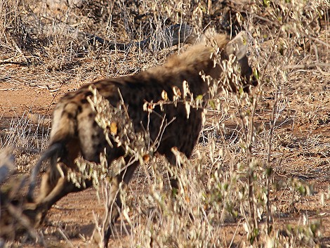 Wildunde contra Hyänen, Laikipia