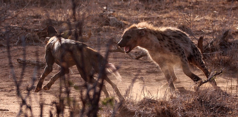 Wildunde contra Hyänen, Laikipia
