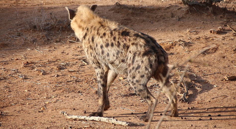Wildunde contra Hyänen, Laikipia