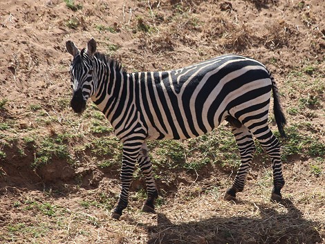 Laikipia, Steppenzebra