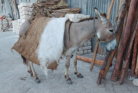 in Lamu Altstadt