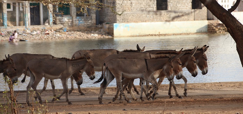 Lamu Altstadt