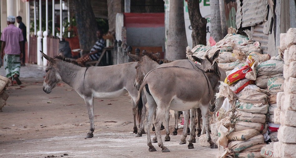 Esel auf Lamu