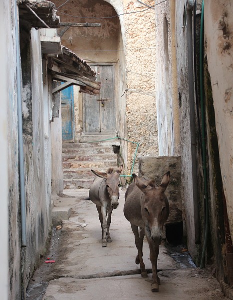 Lamu Altstadt