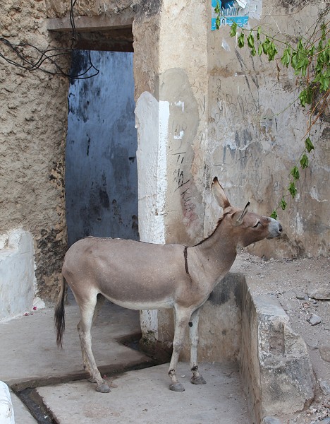 Lamu Altstadt