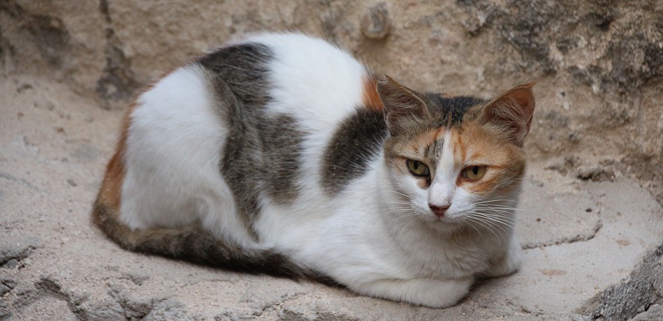 Katze - Lamu