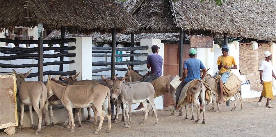 Lamu Eselklinik