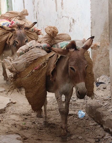 in Lamu Altstadt