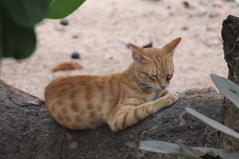 Shela - Lamu Island