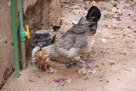 Shela - Lamu Island