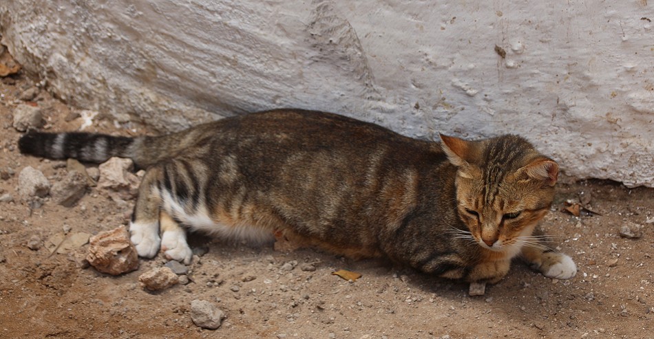 Shela - Lamu Island