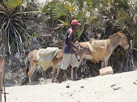 Lamu - mit dem Wassertaxi unterwegs - Black Panther
