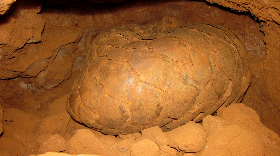 Steppenschuppentier / Pangolin (Smutsia temminckii)im Termitenhügel